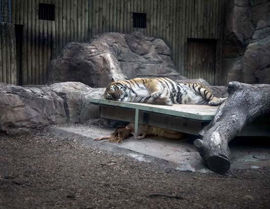 Photo portrait of a girl sleeping with a tiger