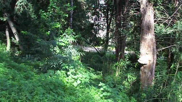 The video interview was filmed in the forest.